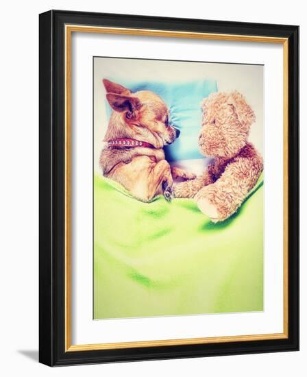 A Cute Chihuahua Sleeping Next to a Teddy Bear-graphicphoto-Framed Photographic Print