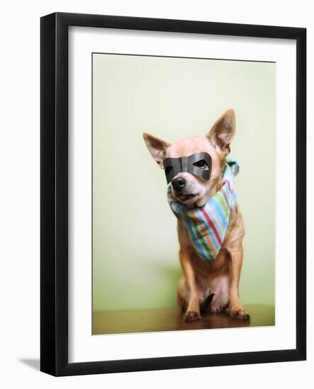 A Cute Chihuahua With A Mask And Bandana On-graphicphoto-Framed Photographic Print