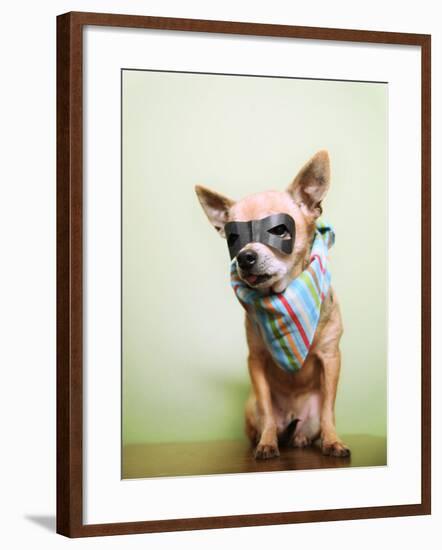 A Cute Chihuahua With A Mask And Bandana On-graphicphoto-Framed Photographic Print