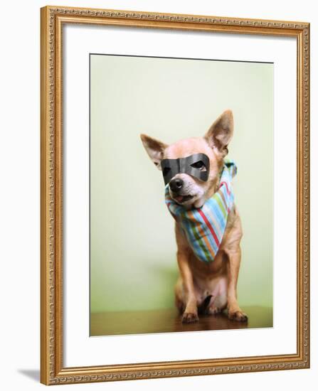 A Cute Chihuahua With A Mask And Bandana On-graphicphoto-Framed Photographic Print