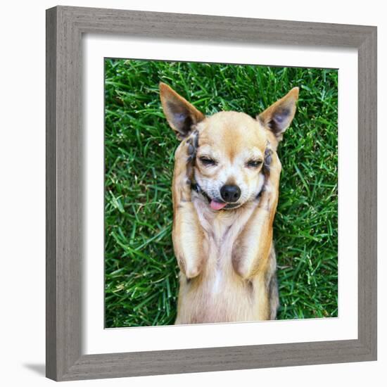 A Cute Chihuahua With His Paws On His Head Covering His Ears-graphicphoto-Framed Photographic Print