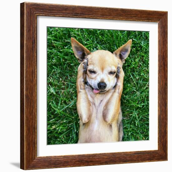 A Cute Chihuahua With His Paws On His Head Covering His Ears-graphicphoto-Framed Photographic Print