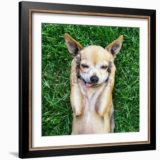 A Cute Chihuahua With His Paws On His Head Covering His Ears-graphicphoto-Framed Photographic Print