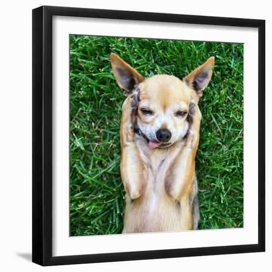 A Cute Chihuahua With His Paws On His Head Covering His Ears-graphicphoto-Framed Photographic Print
