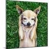 A Cute Chihuahua With His Paws On His Head Covering His Ears-graphicphoto-Mounted Photographic Print