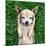 A Cute Chihuahua With His Paws On His Head Covering His Ears-graphicphoto-Mounted Photographic Print