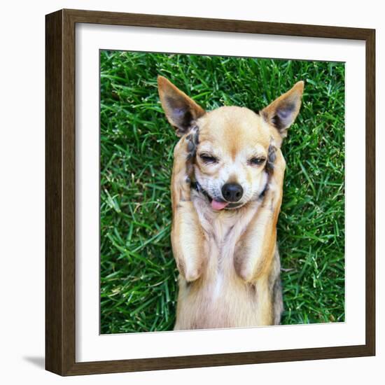 A Cute Chihuahua with His Paws on His Head Covering His Ears-Annette Shaff-Framed Photographic Print