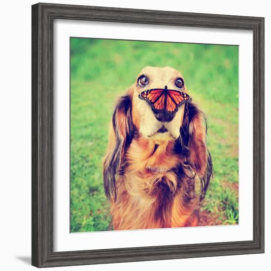 A Cute Dachshund at a Local Public Park with a Butterfly on His or Her Nose Toned with a Retro Vint-Annette Shaff-Framed Photographic Print