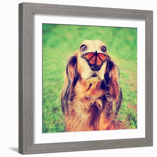 A Cute Dachshund at a Local Public Park with a Butterfly on His or Her Nose Toned with a Retro Vint-Annette Shaff-Framed Photographic Print