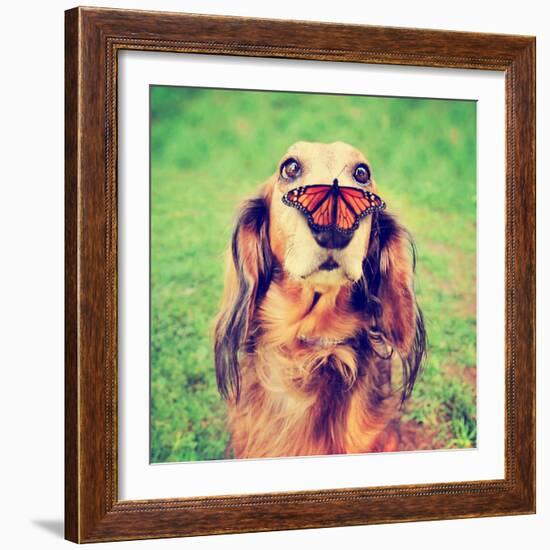 A Cute Dachshund at a Local Public Park with a Butterfly on His or Her Nose Toned with a Retro Vint-Annette Shaff-Framed Photographic Print