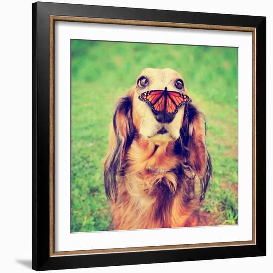 A Cute Dachshund at a Local Public Park with a Butterfly on His or Her Nose Toned with a Retro Vint-Annette Shaff-Framed Photographic Print