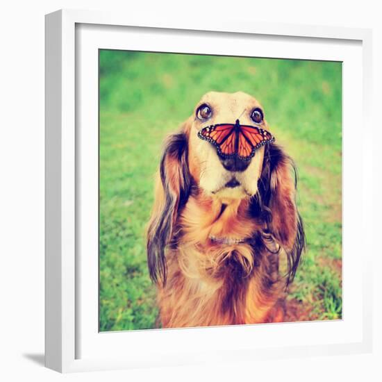 A Cute Dachshund at a Local Public Park with a Butterfly on His or Her Nose Toned with a Retro Vint-Annette Shaff-Framed Photographic Print