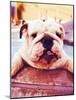 A Cute Dog at a Local Public Pool-graphicphoto-Mounted Photographic Print