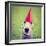 A Cute Dog in a Local Park with a Birthday Hat-graphicphoto-Framed Photographic Print