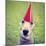 A Cute Dog in a Local Park with a Birthday Hat-graphicphoto-Mounted Photographic Print