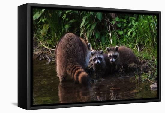 A Cute Family of Raccoons in Early Spring-Tailor Hartman-Framed Premier Image Canvas