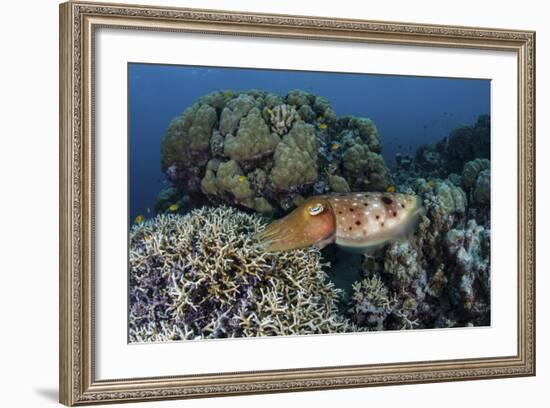 A Cuttlefish Lays Eggs in a Fire Coral on a Reef in the Solomon Islands-Stocktrek Images-Framed Photographic Print