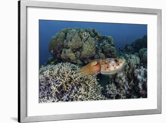 A Cuttlefish Lays Eggs in a Fire Coral on a Reef in the Solomon Islands-Stocktrek Images-Framed Photographic Print