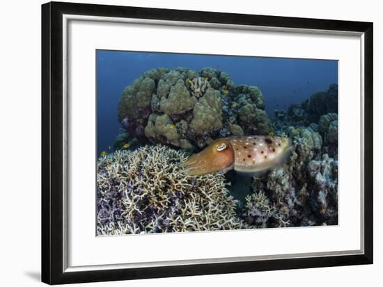 A Cuttlefish Lays Eggs in a Fire Coral on a Reef in the Solomon Islands-Stocktrek Images-Framed Photographic Print