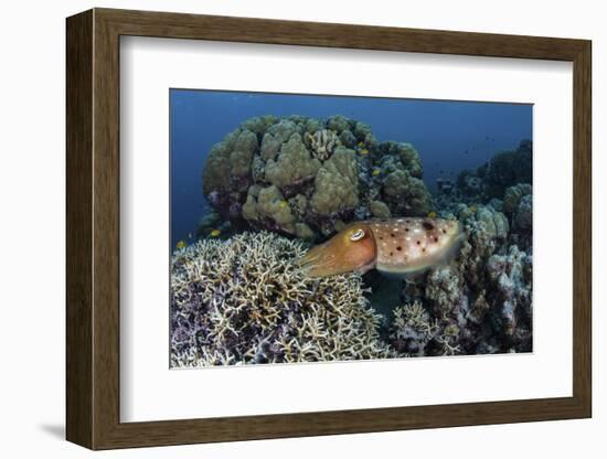 A Cuttlefish Lays Eggs in a Fire Coral on a Reef in the Solomon Islands-Stocktrek Images-Framed Photographic Print