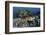 A Cuttlefish Lays Eggs in a Fire Coral on a Reef in the Solomon Islands-Stocktrek Images-Framed Photographic Print