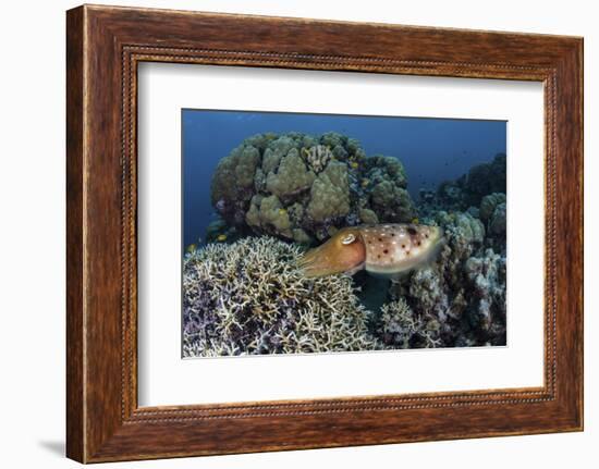 A Cuttlefish Lays Eggs in a Fire Coral on a Reef in the Solomon Islands-Stocktrek Images-Framed Photographic Print