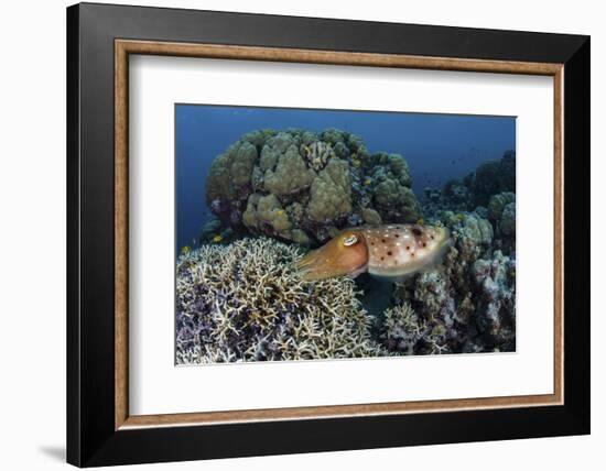 A Cuttlefish Lays Eggs in a Fire Coral on a Reef in the Solomon Islands-Stocktrek Images-Framed Photographic Print