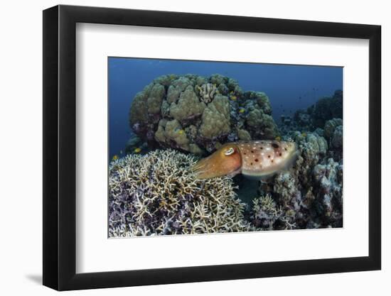 A Cuttlefish Lays Eggs in a Fire Coral on a Reef in the Solomon Islands-Stocktrek Images-Framed Photographic Print