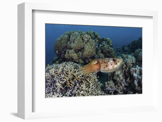 A Cuttlefish Lays Eggs in a Fire Coral on a Reef in the Solomon Islands-Stocktrek Images-Framed Photographic Print