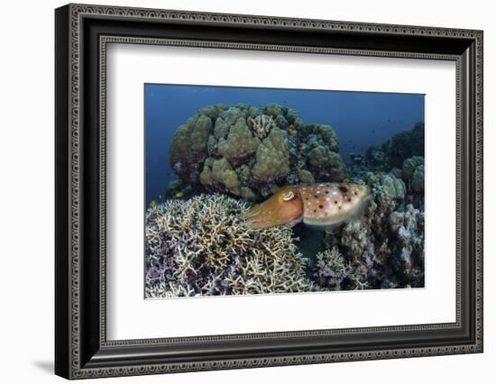 A Cuttlefish Lays Eggs in a Fire Coral on a Reef in the Solomon Islands-Stocktrek Images-Framed Photographic Print