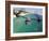 A CV-22 Osprey Aircraft Flies Over Florida's Emerald Coast-Stocktrek Images-Framed Photographic Print