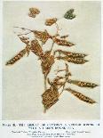 Gregor Johann Mendel Austrian Botanist-A.d. Darleishire-Framed Premier Image Canvas