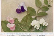 Gregor Johann Mendel Austrian Botanist-A.d. Darleishire-Premier Image Canvas