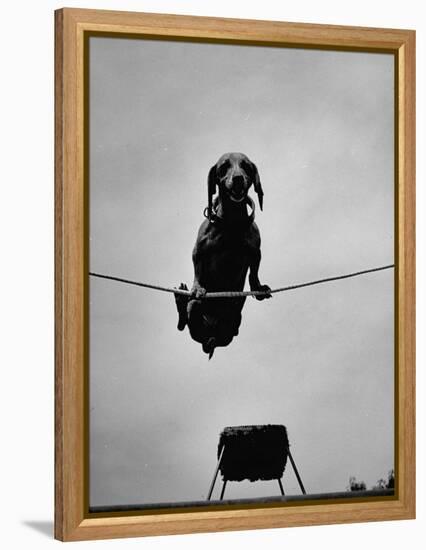 A Dachshund in Training-Hansel Mieth-Framed Premier Image Canvas