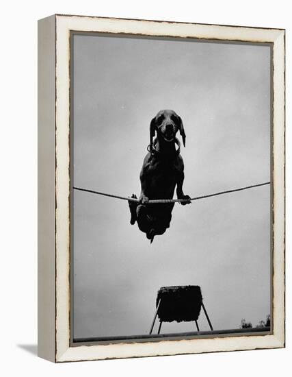 A Dachshund in Training-Hansel Mieth-Framed Premier Image Canvas