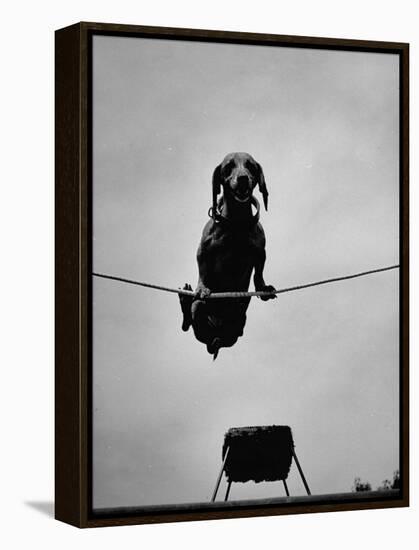 A Dachshund in Training-Hansel Mieth-Framed Premier Image Canvas
