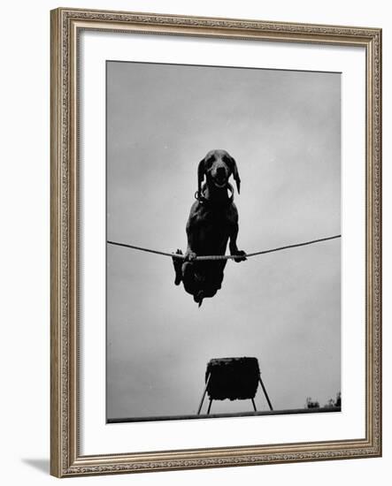 A Dachshund in Training-Hansel Mieth-Framed Premium Photographic Print