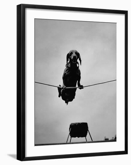 A Dachshund in Training-Hansel Mieth-Framed Premium Photographic Print