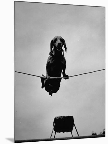 A Dachshund in Training-Hansel Mieth-Mounted Premium Photographic Print