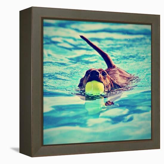 A Dachshund with a Ball in His Mouth-graphicphoto-Framed Premier Image Canvas