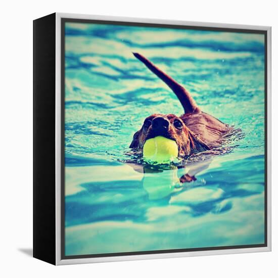 A Dachshund with a Ball in His Mouth-graphicphoto-Framed Premier Image Canvas