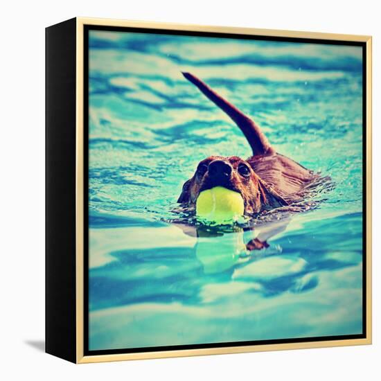 A Dachshund with a Ball in His Mouth-graphicphoto-Framed Premier Image Canvas