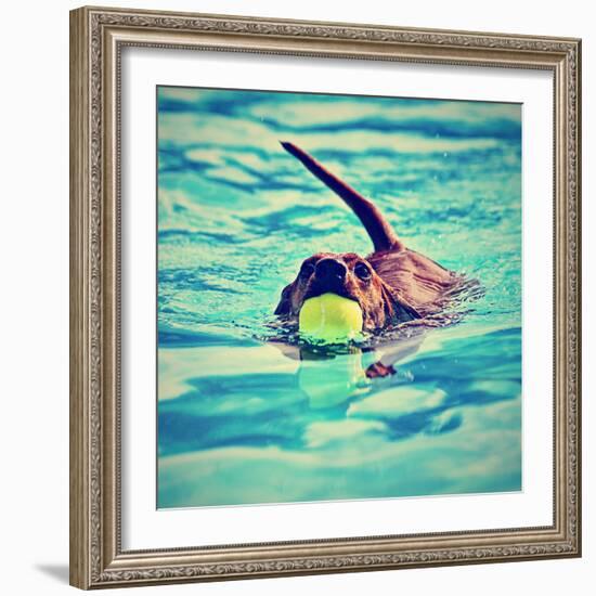 A Dachshund with a Ball in His Mouth-graphicphoto-Framed Premium Photographic Print