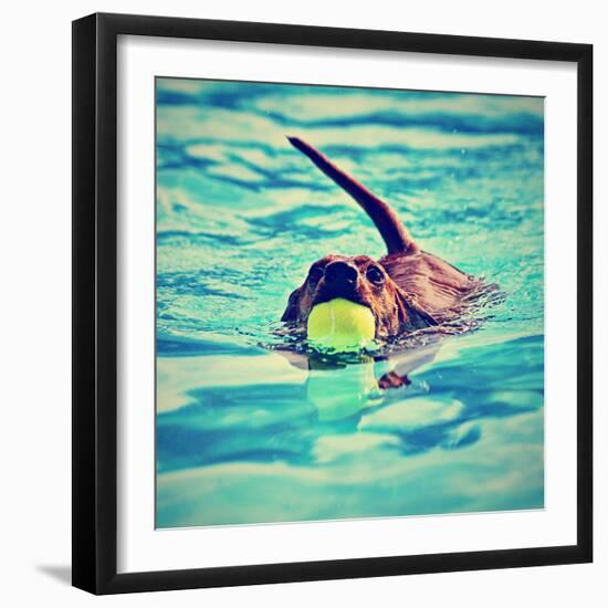 A Dachshund with a Ball in His Mouth-graphicphoto-Framed Photographic Print