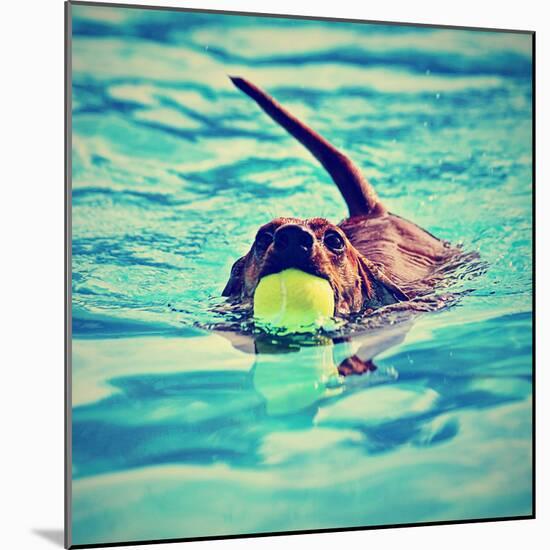 A Dachshund with a Ball in His Mouth-graphicphoto-Mounted Photographic Print