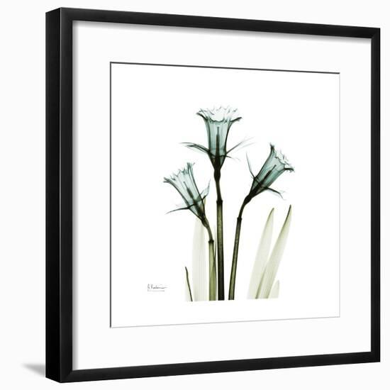 A Daffodil Day-Albert Koetsier-Framed Premium Giclee Print