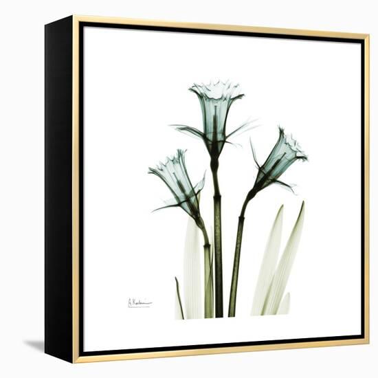 A Daffodil Day-Albert Koetsier-Framed Stretched Canvas