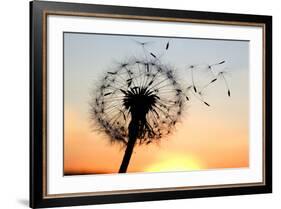 A Dandelion Blowing Seeds in the Wind.-JanBussan-Framed Photographic Print