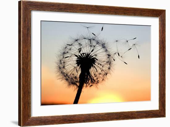 A Dandelion Blowing Seeds in the Wind.-JanBussan-Framed Photographic Print