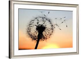 A Dandelion Blowing Seeds in the Wind.-JanBussan-Framed Photographic Print